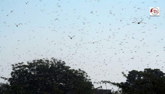 ٹھڈی-دَل-1068x610