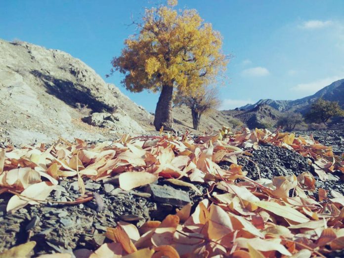 WhatsApp-Image-2017-10-10-at-07.49.46